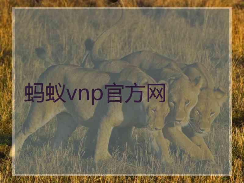 蚂蚁vnp官方网