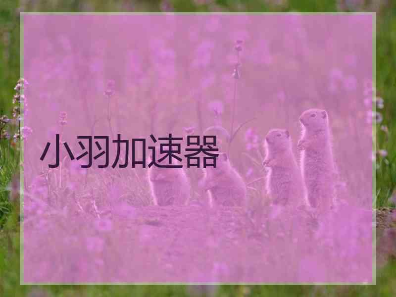 小羽加速器
