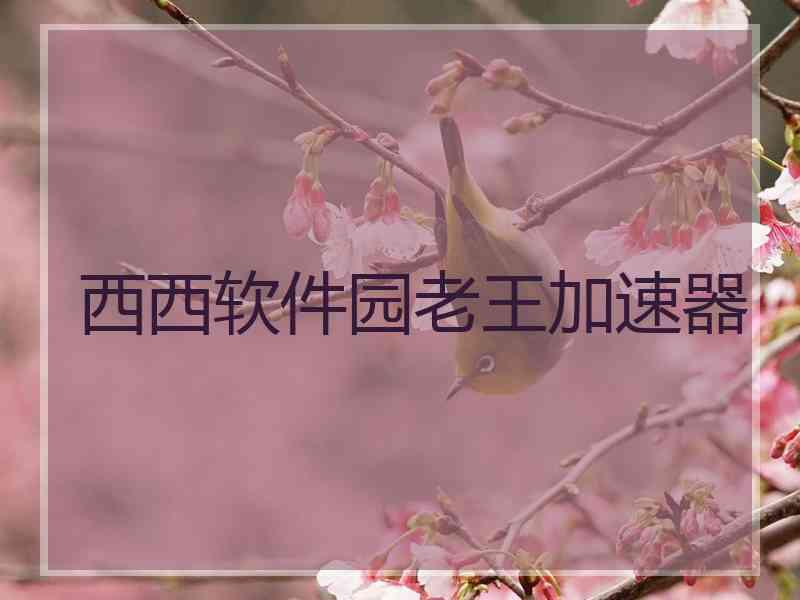 西西软件园老王加速器