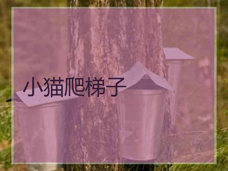 小猫爬梯子