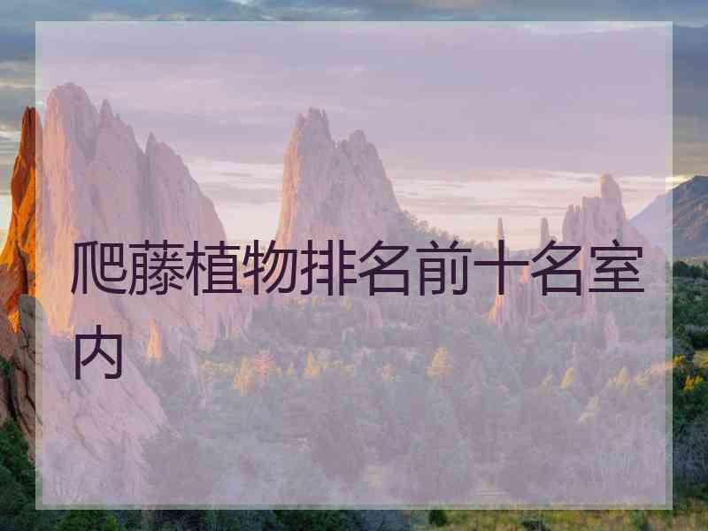 爬藤植物排名前十名室内