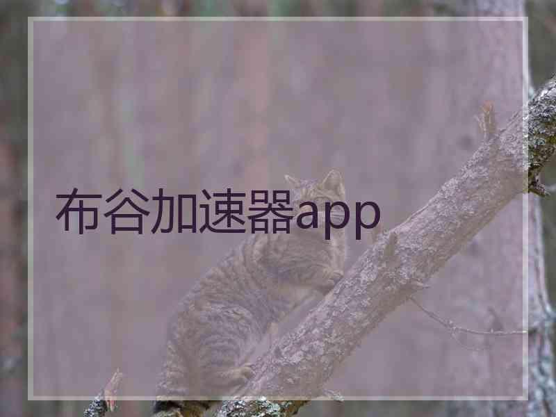 布谷加速器app