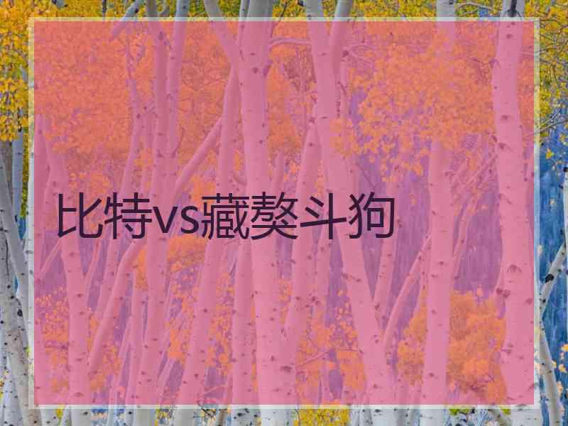 比特vs藏獒斗狗