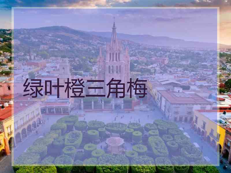 绿叶橙三角梅
