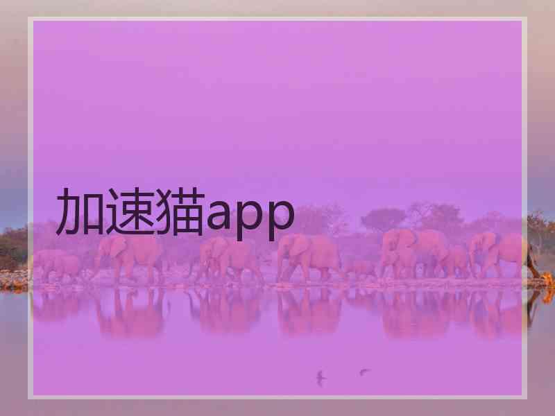 加速猫app