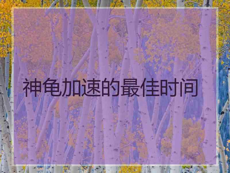 神龟加速的最佳时间