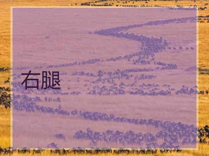 右腿