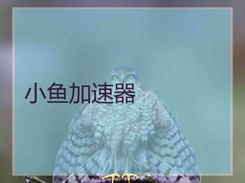 小鱼加速器