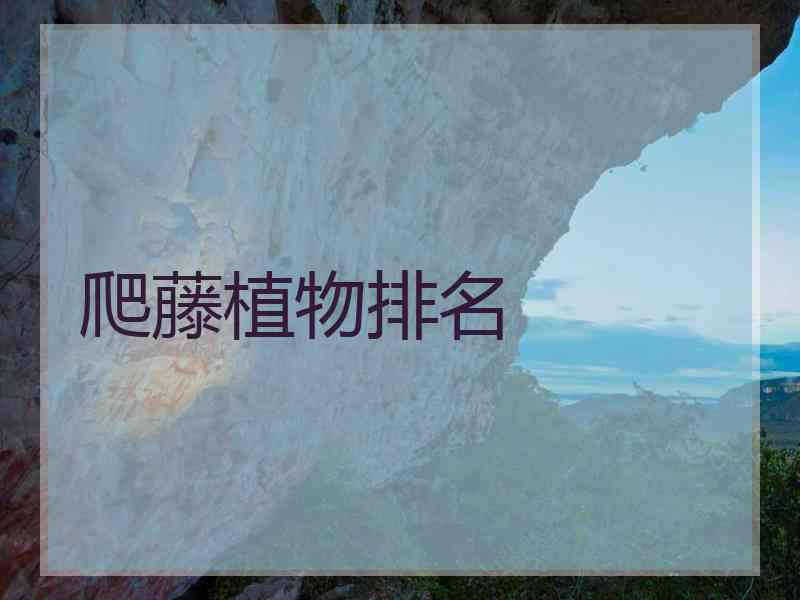 爬藤植物排名