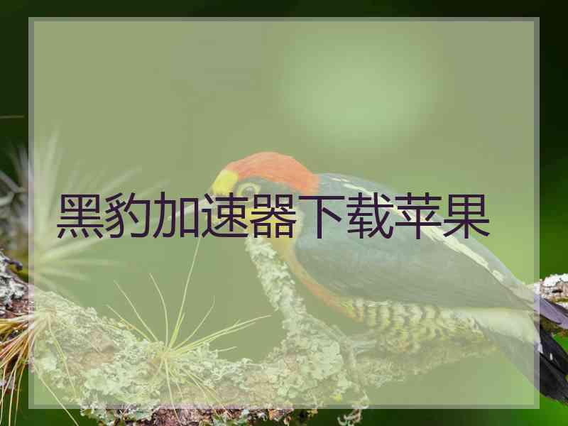 黑豹加速器下载苹果
