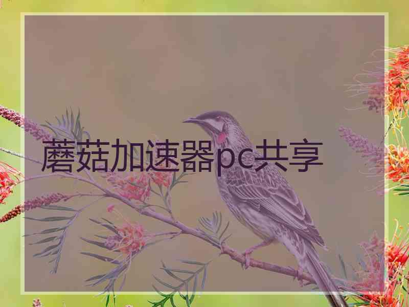 蘑菇加速器pc共享