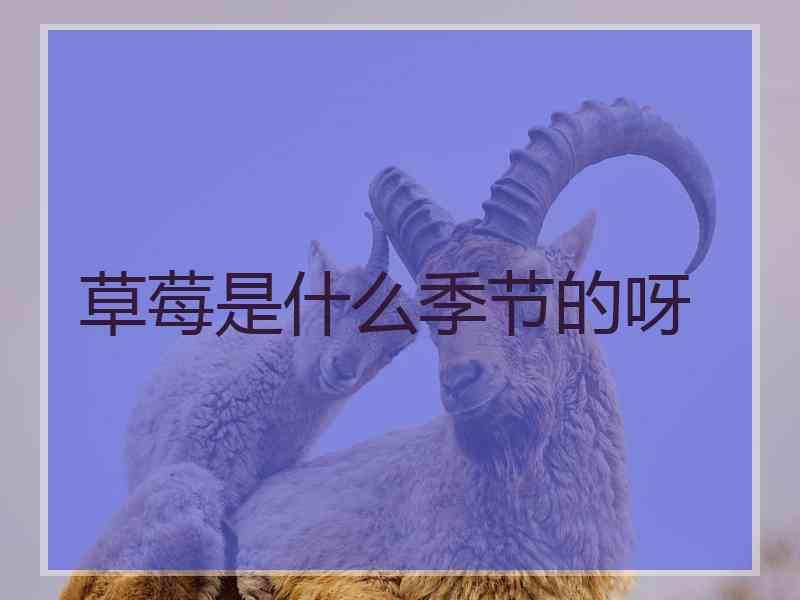 草莓是什么季节的呀