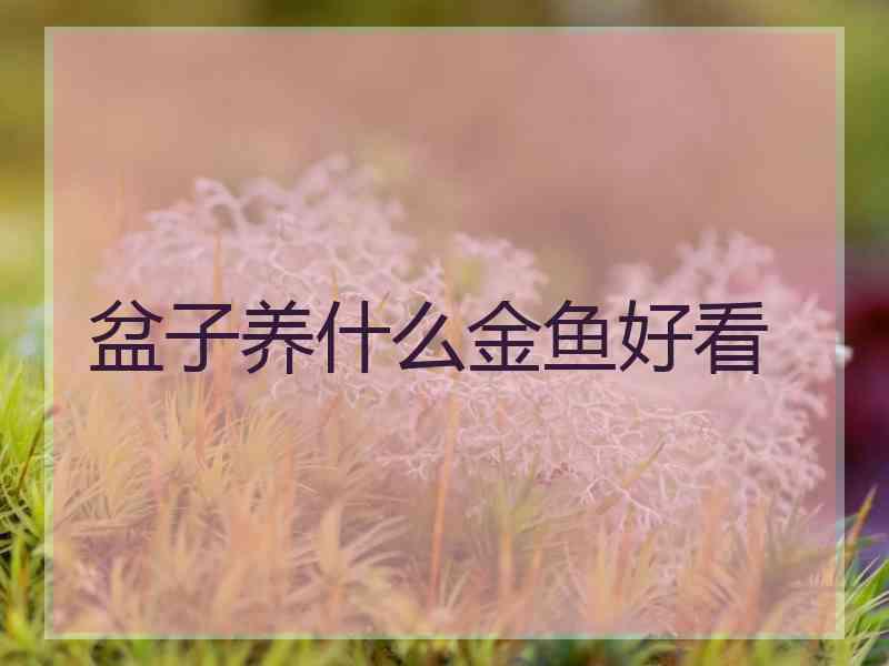 盆子养什么金鱼好看