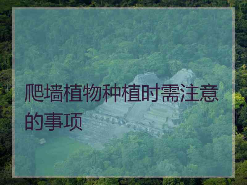爬墙植物种植时需注意的事项