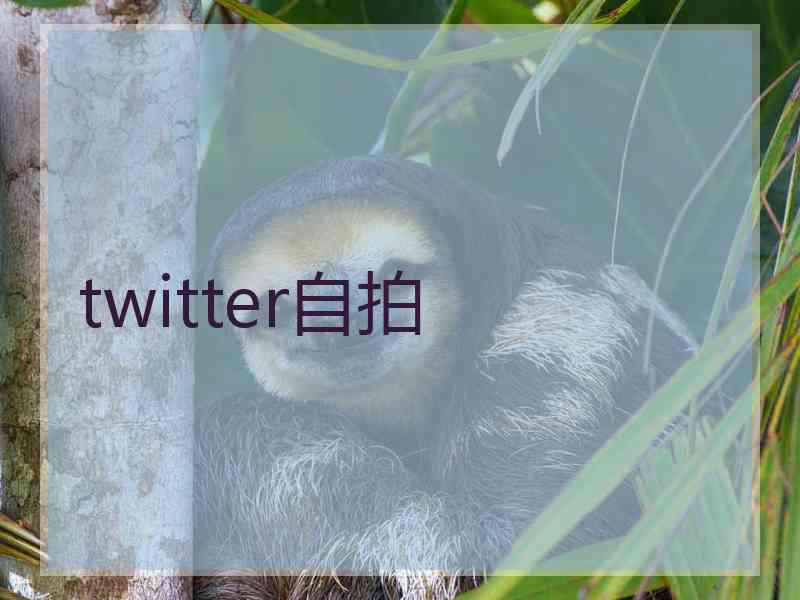 twitter自拍