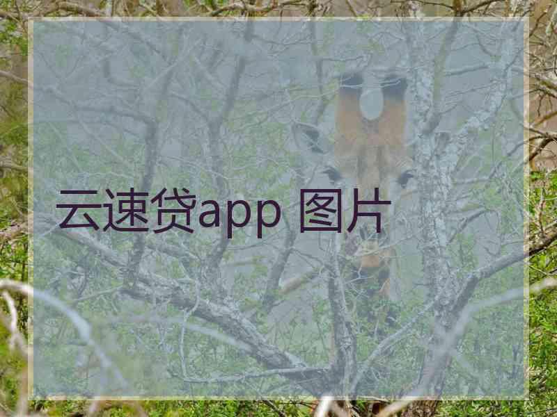 云速贷app 图片