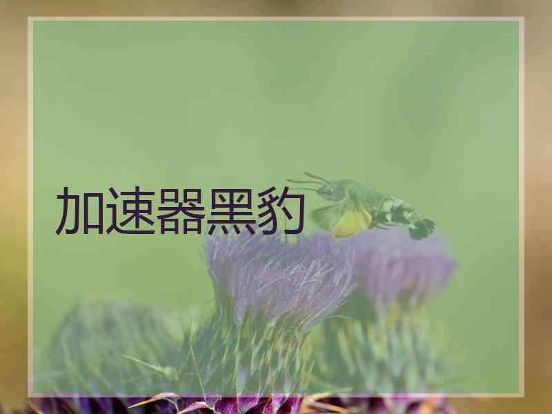 加速器黑豹
