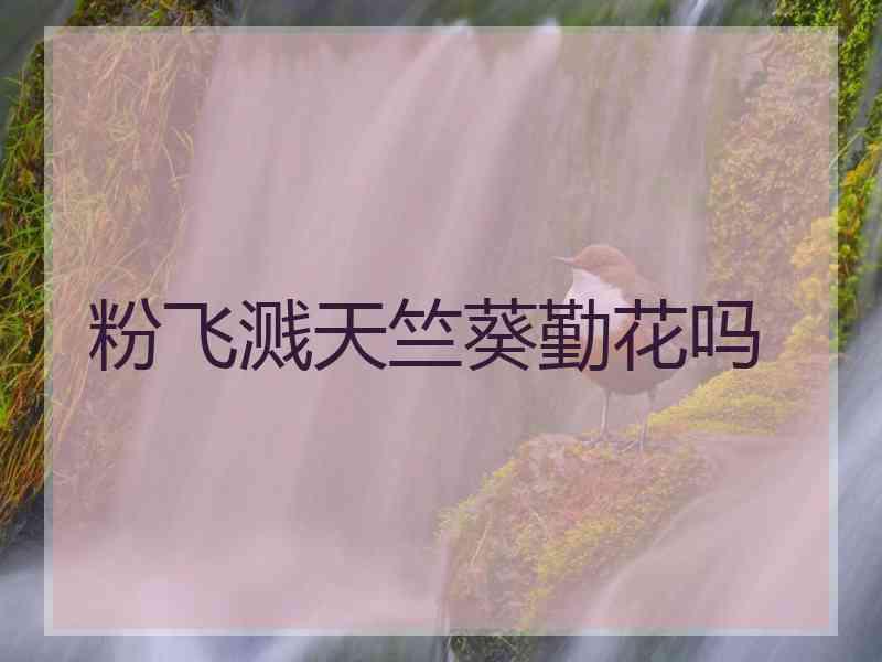 粉飞溅天竺葵勤花吗