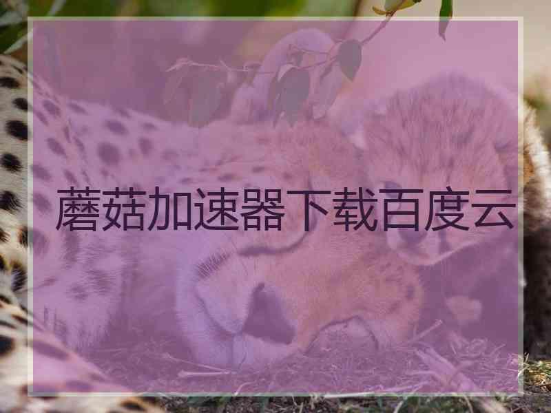 蘑菇加速器下载百度云