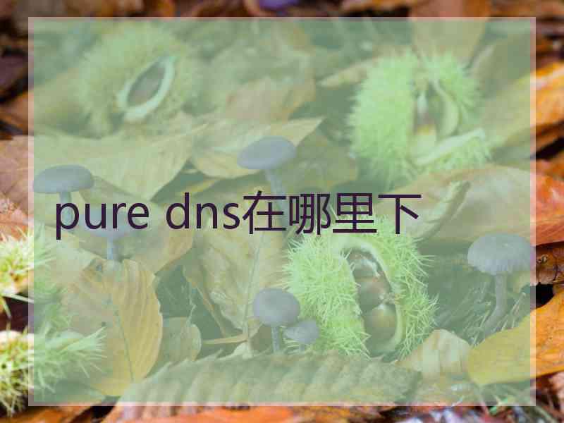 pure dns在哪里下