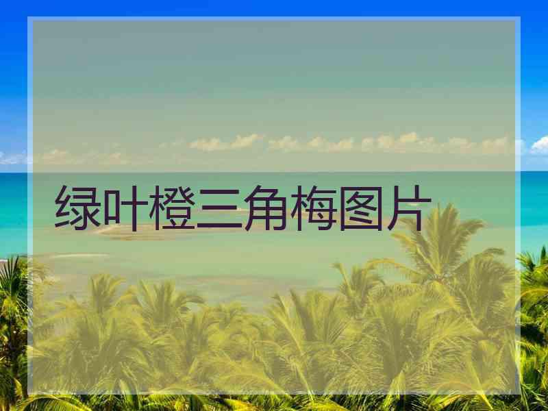 绿叶橙三角梅图片