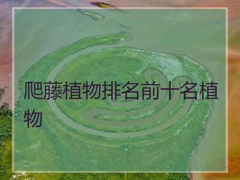 爬藤植物排名前十名植物
