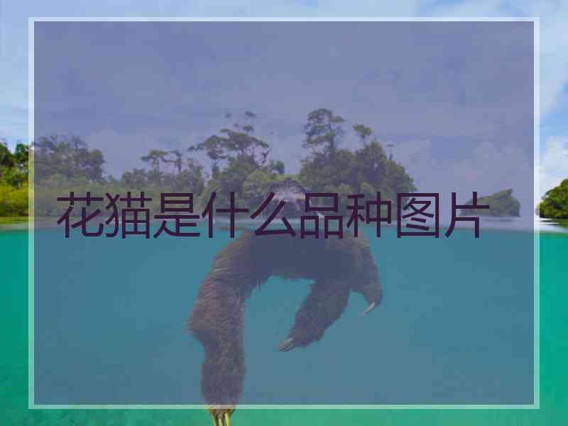花猫是什么品种图片
