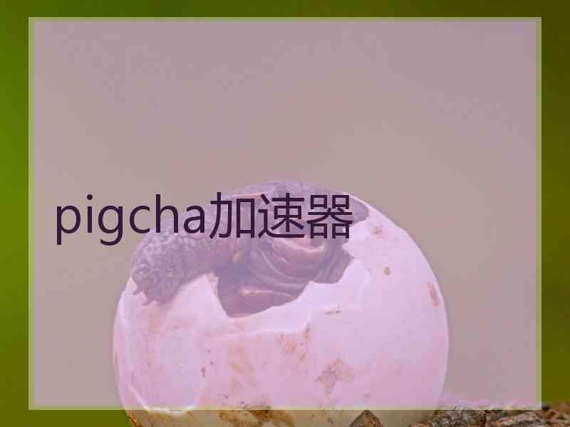 pigcha加速器
